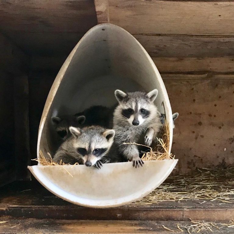 Procyon Wildlife Rehabilitation and Education Centre