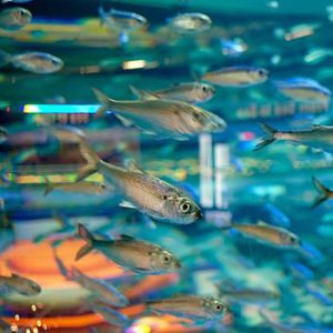 Ripley’s Aquarium of Canada