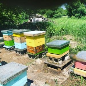 Sunflower Farm Guest House