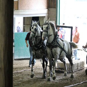 Queen’s County Fair