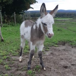 Asinerie Les Ânes en Culotte