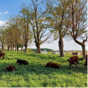 Bennington Hills Farm