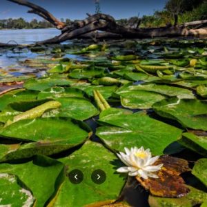 Byng Island Conservation Area