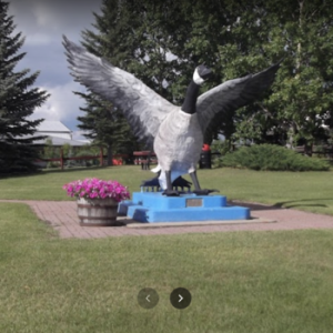 Hanna’s Second Goose