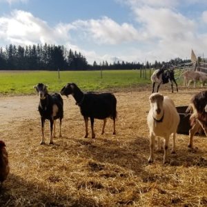 Rivers Edge Goat Diary