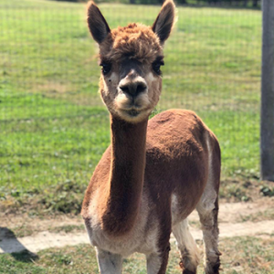 Salem Alpacas