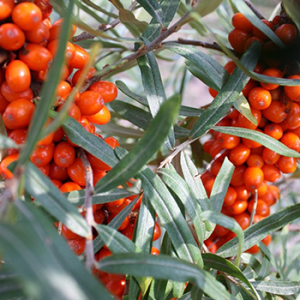 Sea Buckthorn Golden