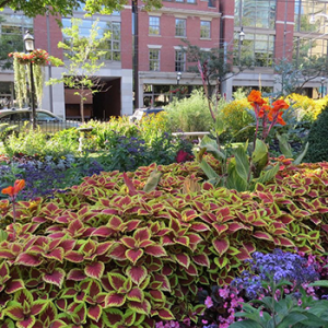 Toronto Sculpture Garden