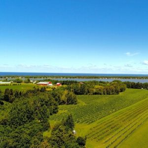 Vignoble Couchepagane