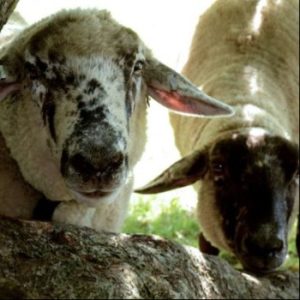 Cole Harbour Heritage Farm Museum