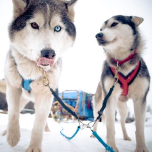 Dogsledding