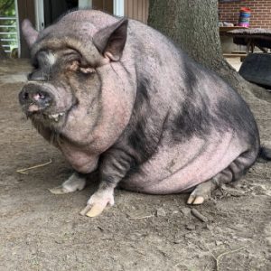 Sweet Acres Pig Sanctuary