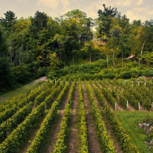 Domaine des 3 Moulins