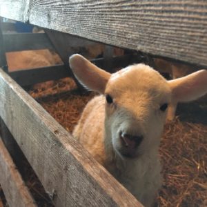 Ferme du Haut Vallon
