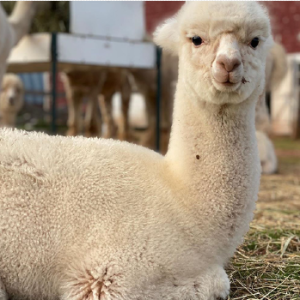 Green Gable Alpacas