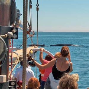 Jolly Breeze Whale Adventures