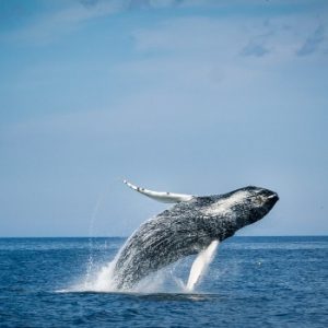 O’Brien’s Whale and Bird Tours
