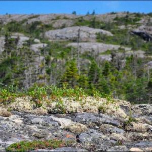 Salvage to Sandy Cove – The Old Trails