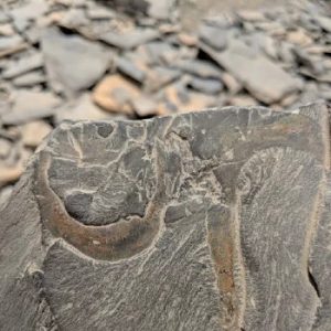 Burgess Shale
