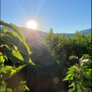 Cherry King Farms