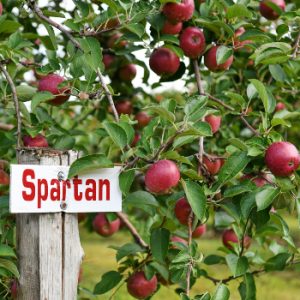 Denis Charbonneau Vergers et Cidrerie