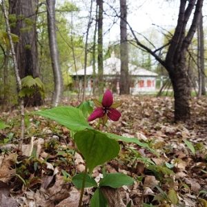 La Maison amérindienne