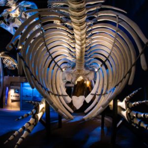 Marine Mammal Interpretation Centre