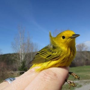 Observatoire d’Oiseaux de Tadoussac