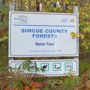 Welsh Tract: Forest of the Secret Pond Trail