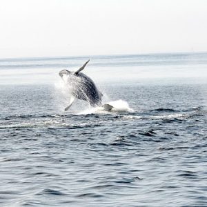 Whale Watching