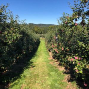 Kennebecasis U-Pick Apple Orchard