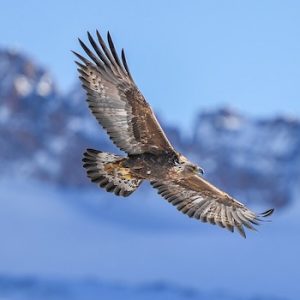 Golden Eagle Migration Observation Site