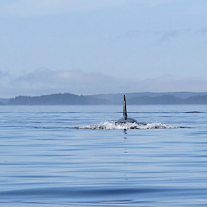 Robson Bight Ecological Reserve
