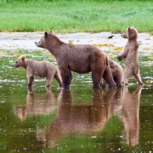 Tide Rip Grizzly Tours